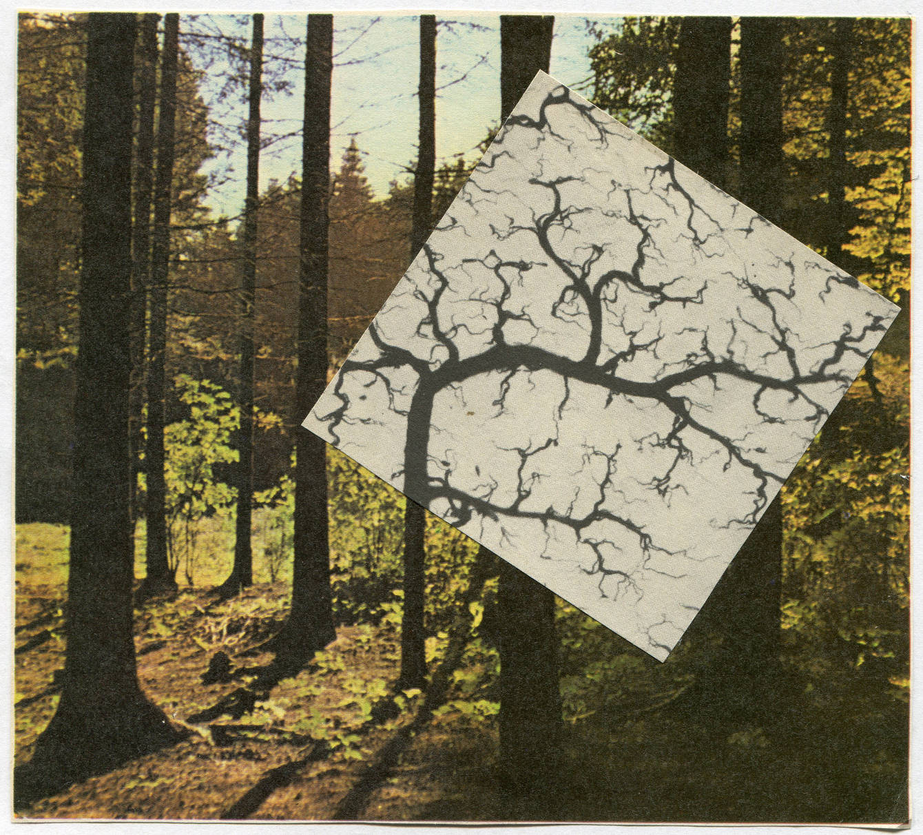 eco collage - kat hanula