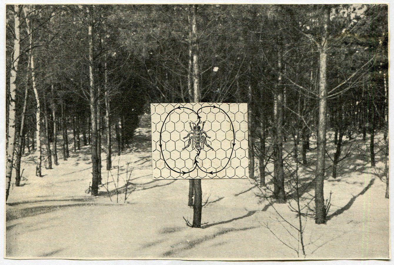 eco collage - kat hanula