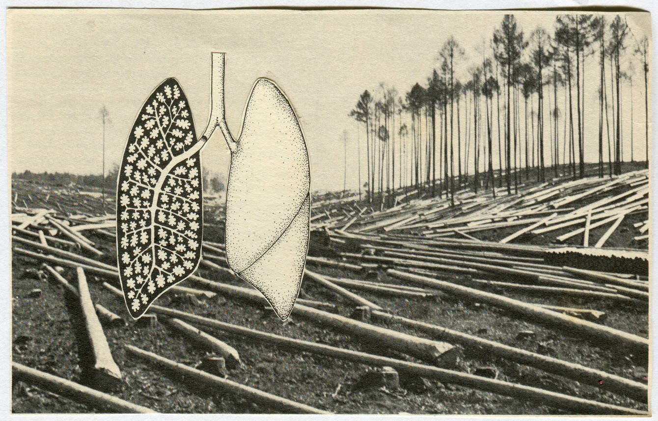 eco collage - kat hanula